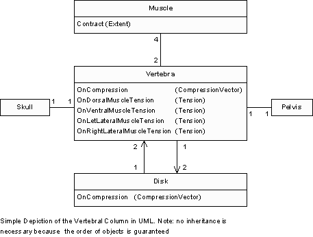 UML class-diagram depicting muscle-vertebra-disk classes and their associations, with associations between the vertebra class and a skull and pelvis class